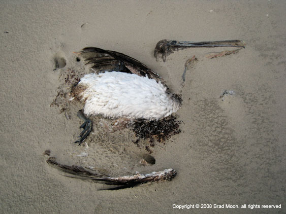 0140 Brown Pelican dead on beach 3156b