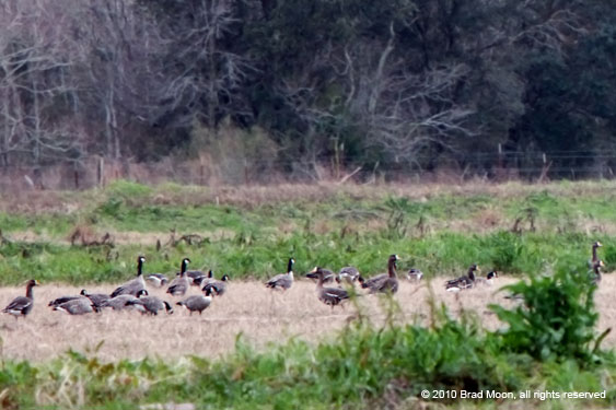 0310 Cackling Geese & Greater White-fronted Geese 5146a