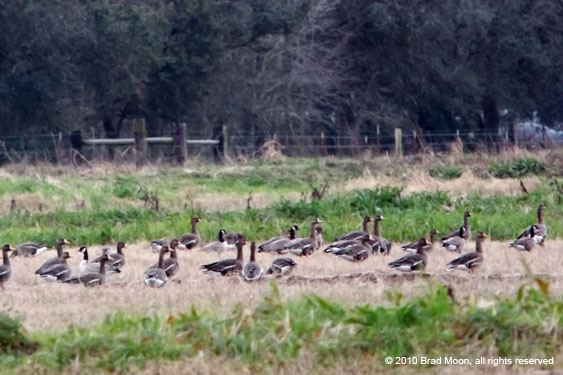 0310 Cackling Geese & Greater White-fronted Geese 5146ab