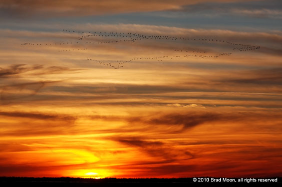 0370 Geese flying over sunset 7208a