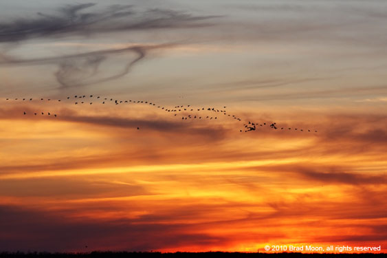 0390 Geese flying over sunset 7243a