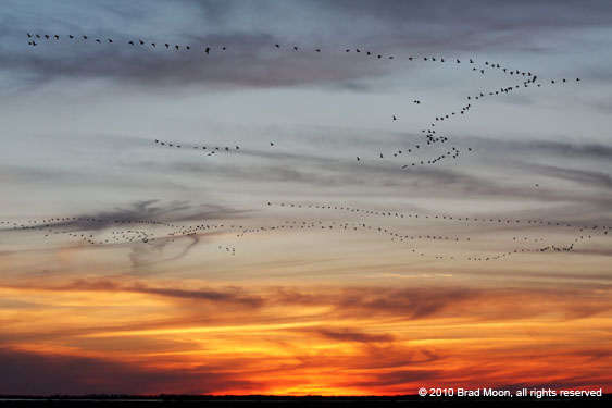 0395 Geese flying over sunset 7251a