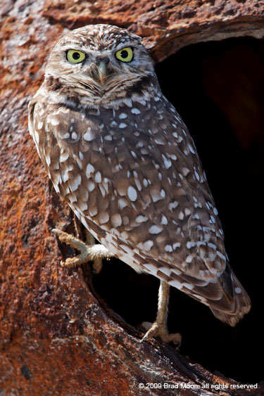 0820 Burrowing Owl_3973aL