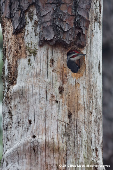1025 Pileated Woodpecker in nest hole 8597a