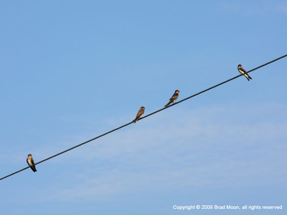 1220 Swallows on wire 0641b