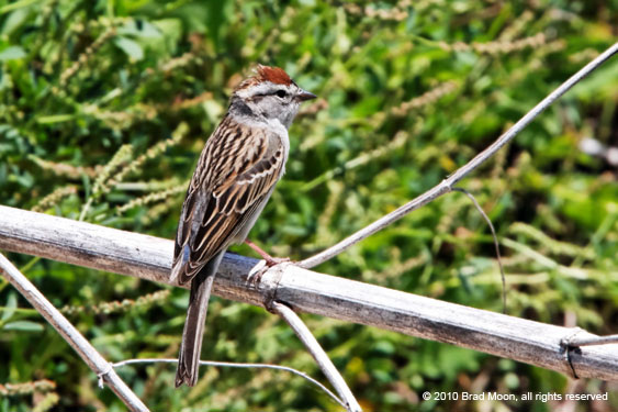 1915 Chipping Sparrow 0143a