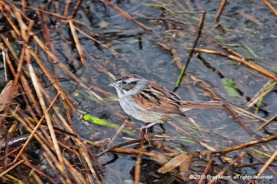 1970 Swamp Sparrow 4651a