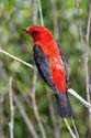1825 Scarlet Tanager - mature male 0179a