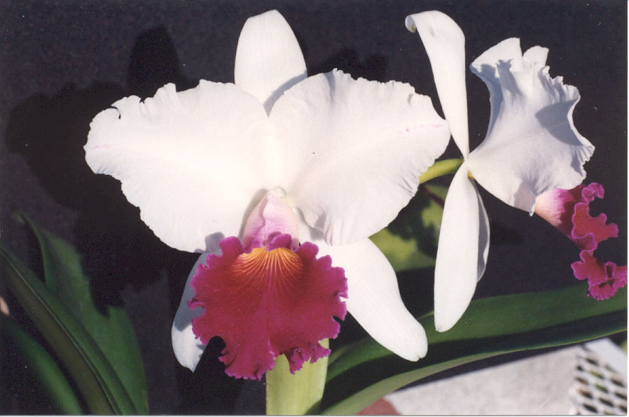 orchid1.jpg (79303 bytes)