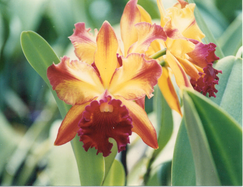 orchid2.jpg (81432 bytes)