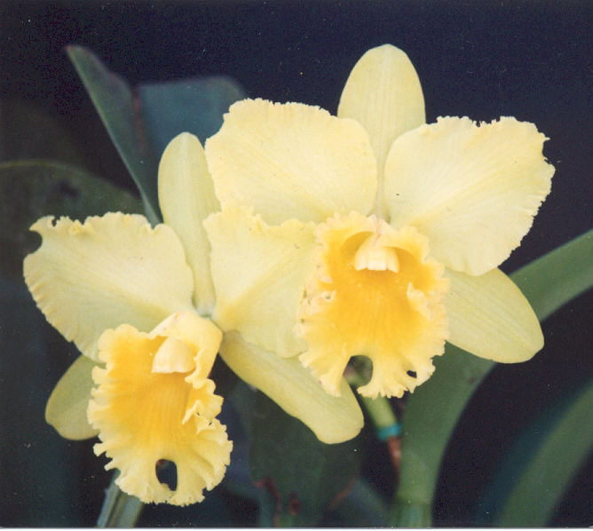 orchid3.jpg (62977 bytes)
